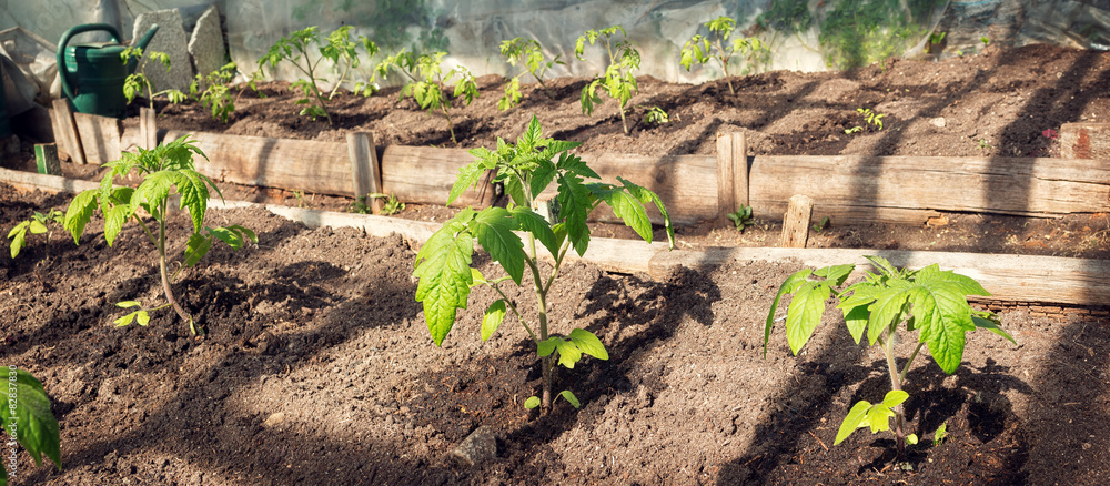 tomatoe seedlings in greenhouse