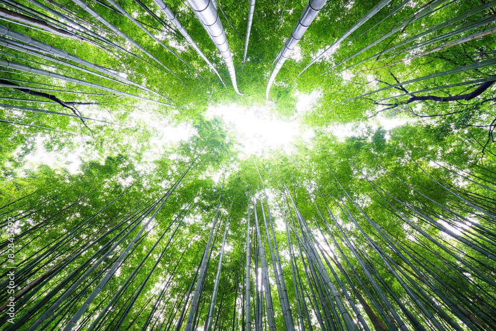 明亮天空中的竹林，日本京都荒山。