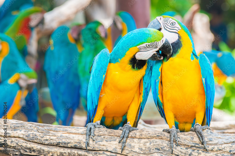 a love bite or a kiss?? Pair of colorful Macaws interacting.