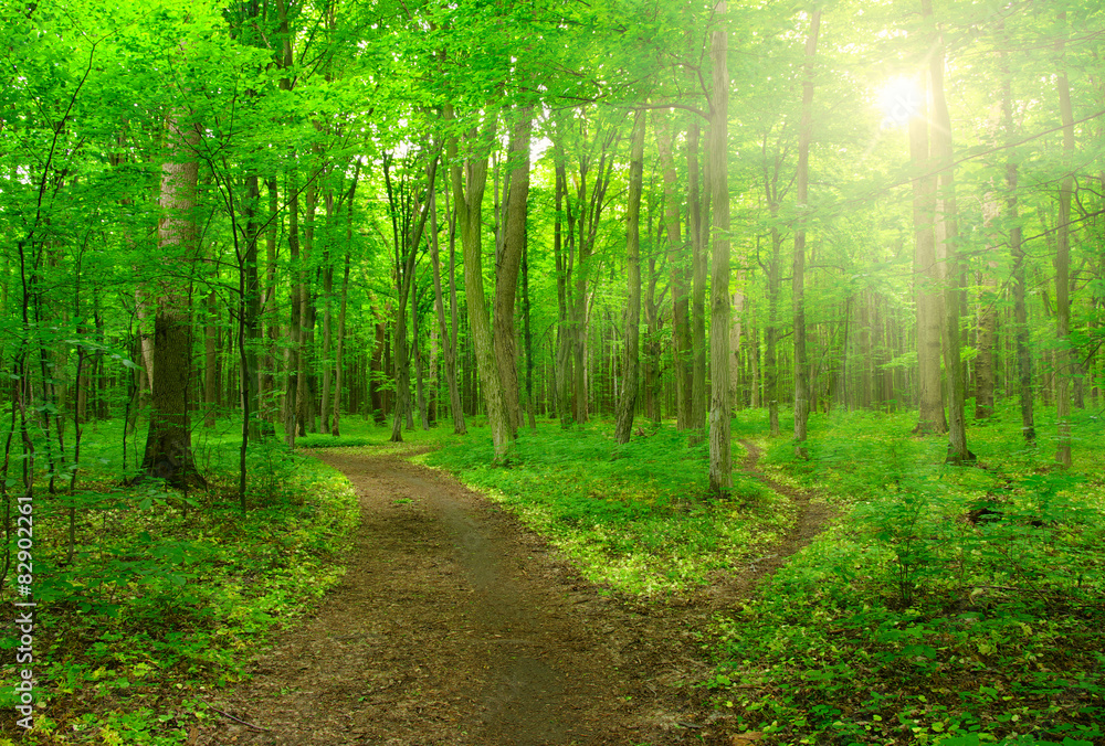  sunlight forest