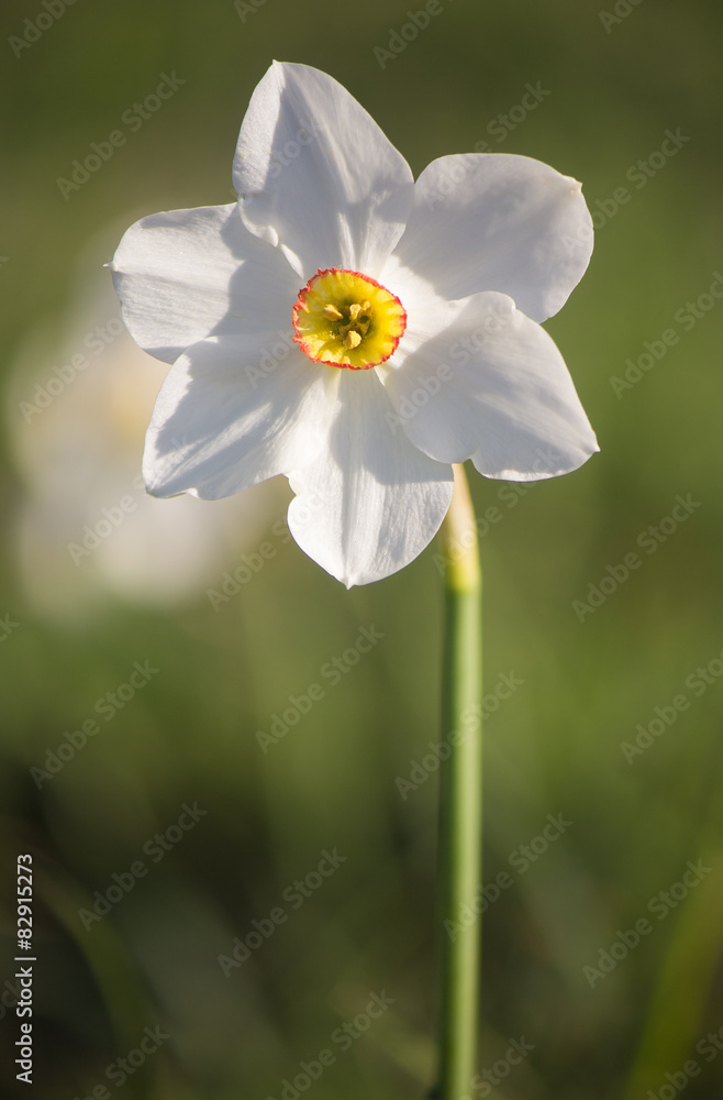 Narciso selvatico di montagna