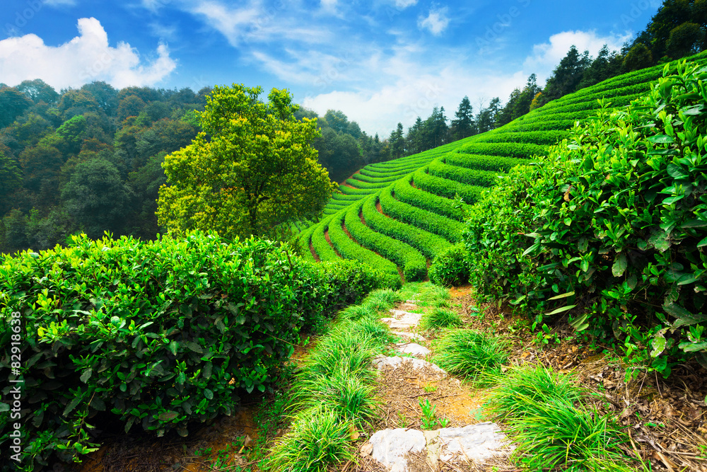 tea plantations under blue sky