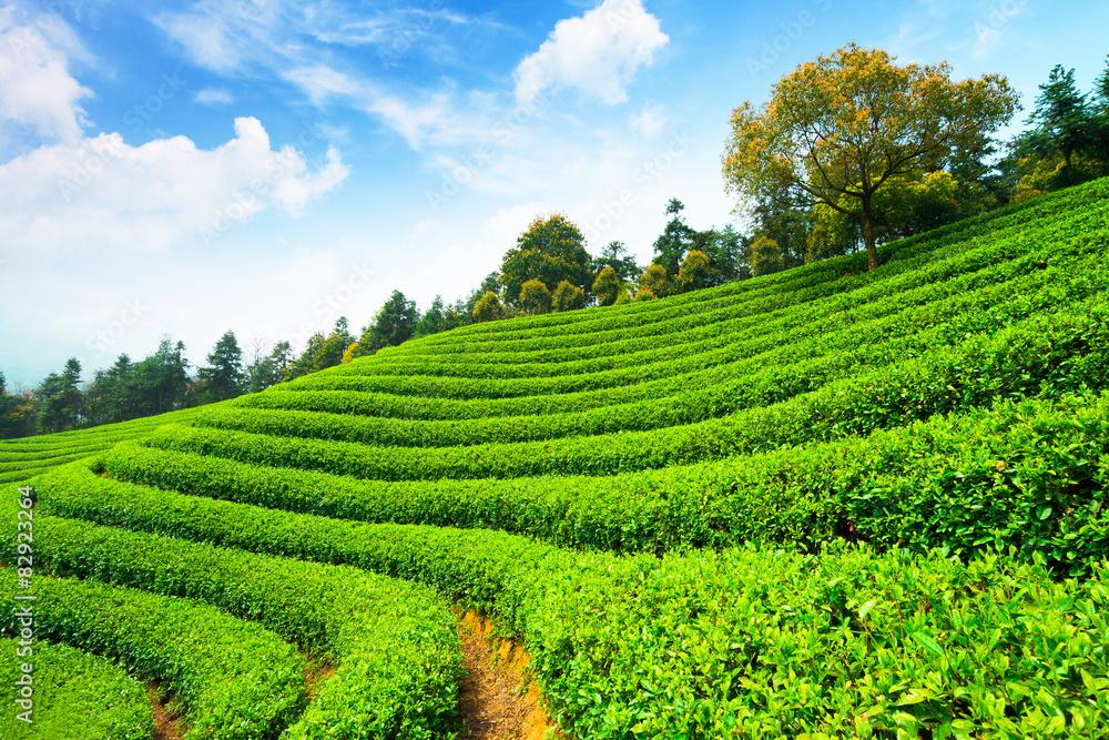 tea plantations under blue sky