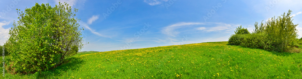 带蒲公英的绿色春天草地全景