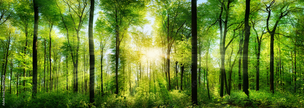 Wald Panorama mit Sonnenstrahlen