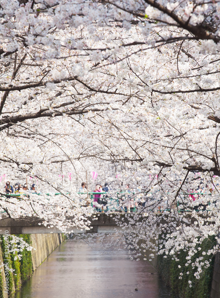 Beautiful sakura cherry blossom at Nakameguro Tokyo