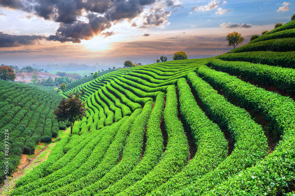 Tea Plantations under sky