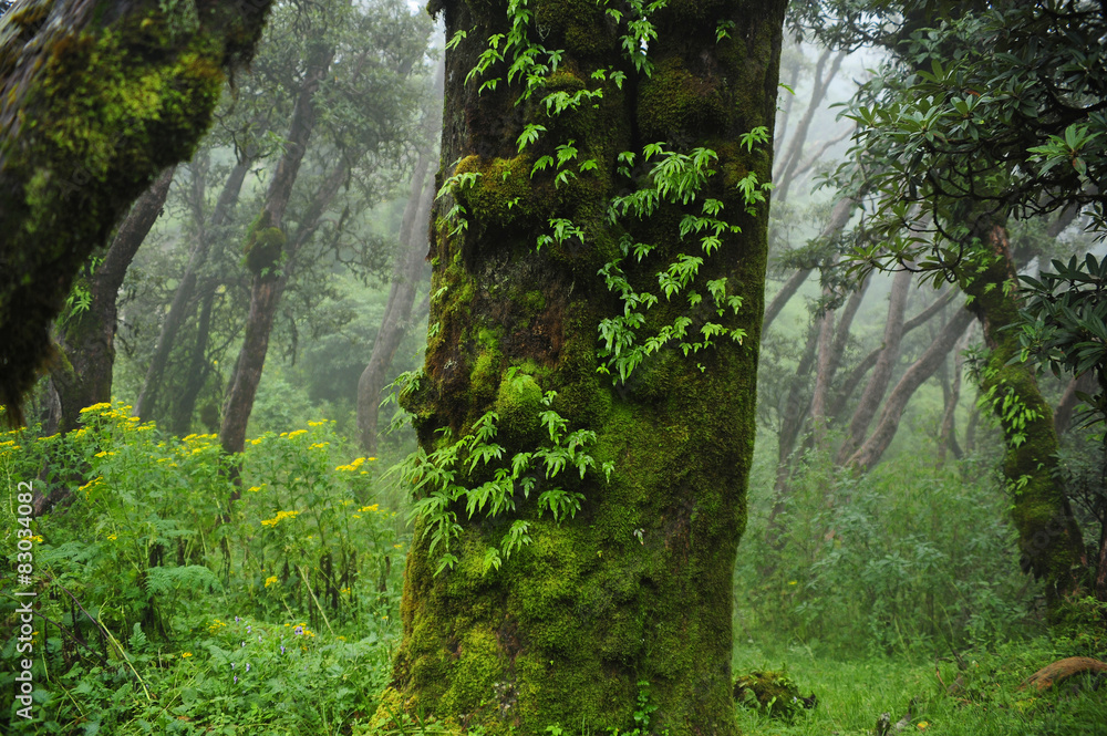 Selva de Nepal