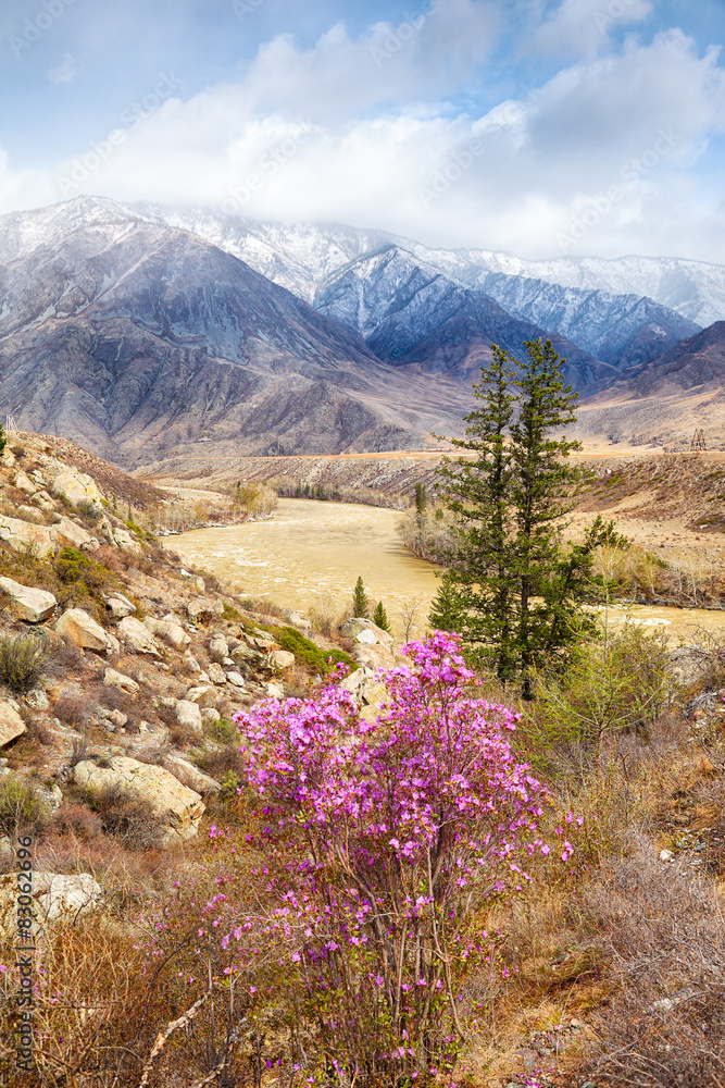 阿尔泰风景与杜鹃花