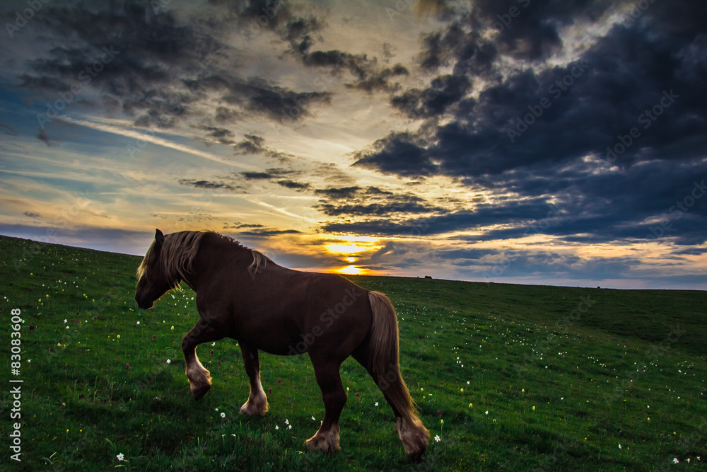 Ritratto di un cavallo al tramonto - HDR