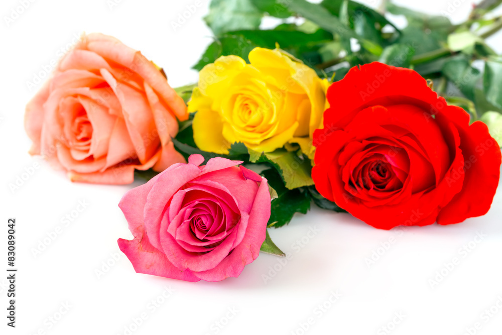 Roses over white background