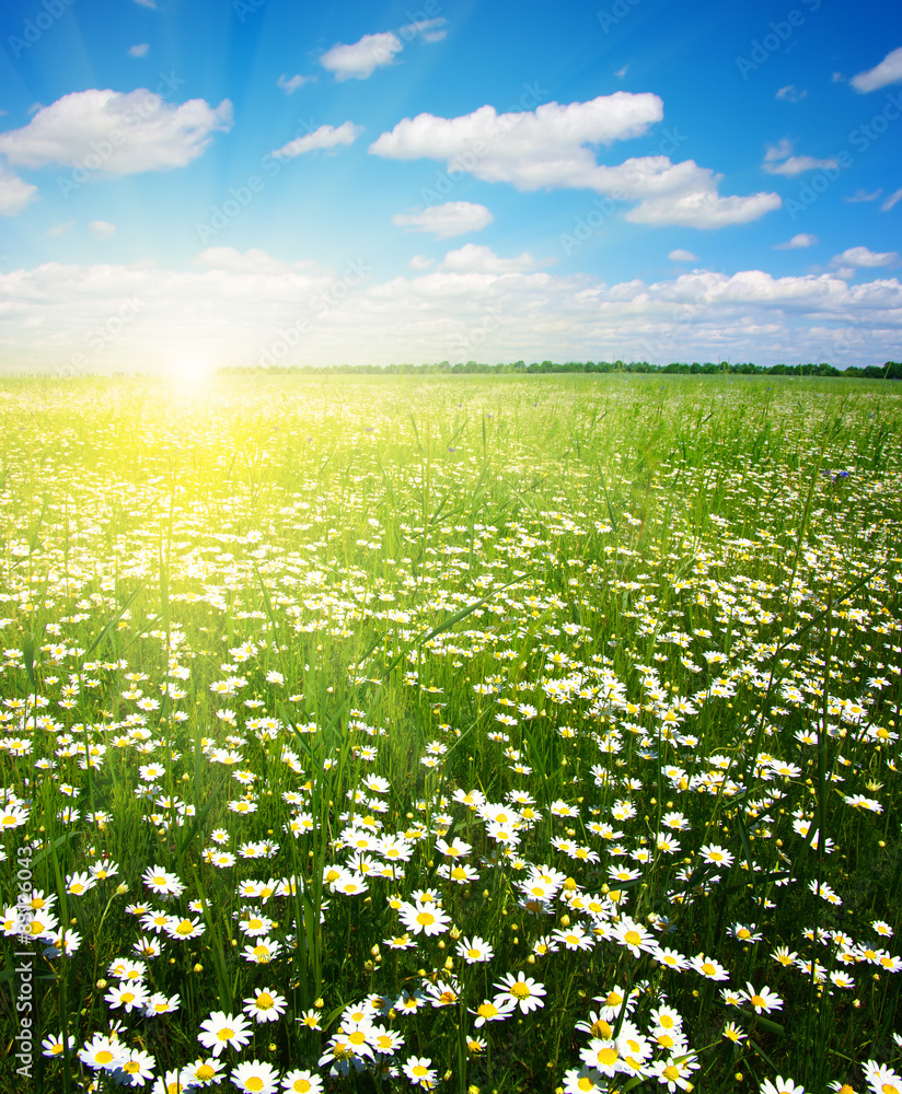  daisy flowers