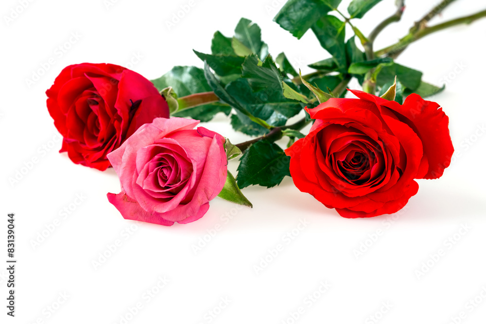 Roses over white background