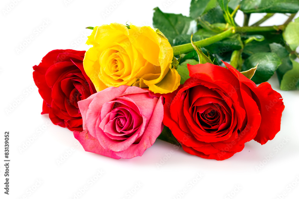 Roses over white background