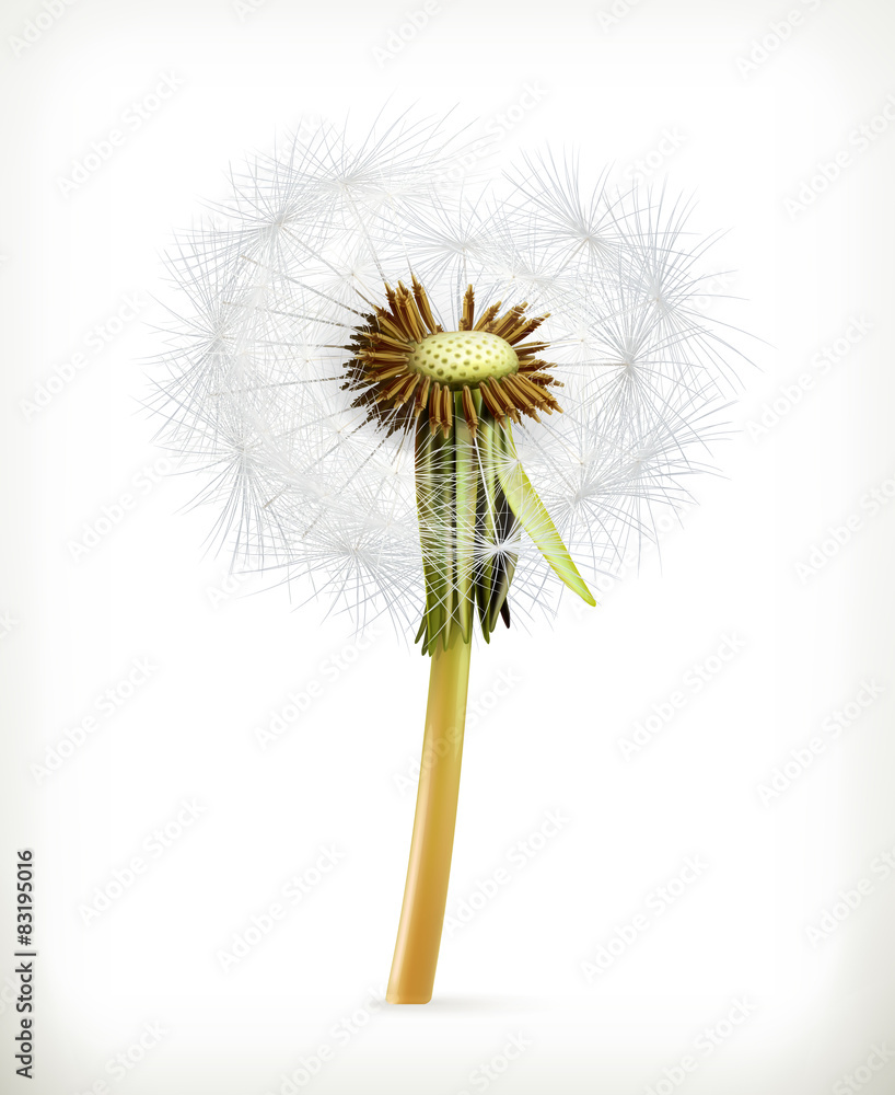 Head of dandelion, summer flowers, vector icon