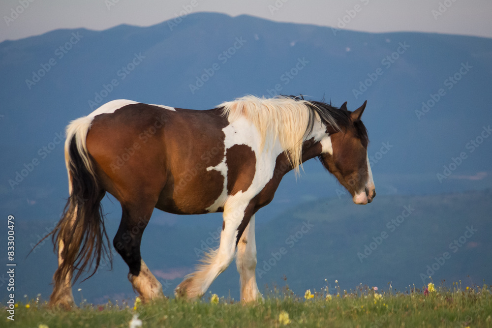 Cavallo bianco e marrone passeggia