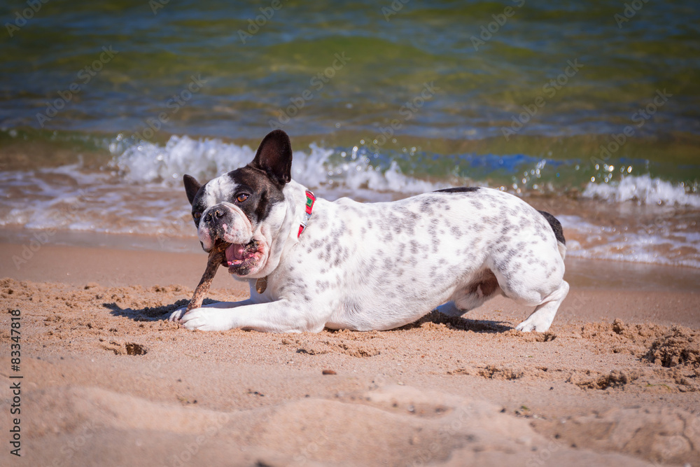 波罗的海海滩上的法国斗牛犬