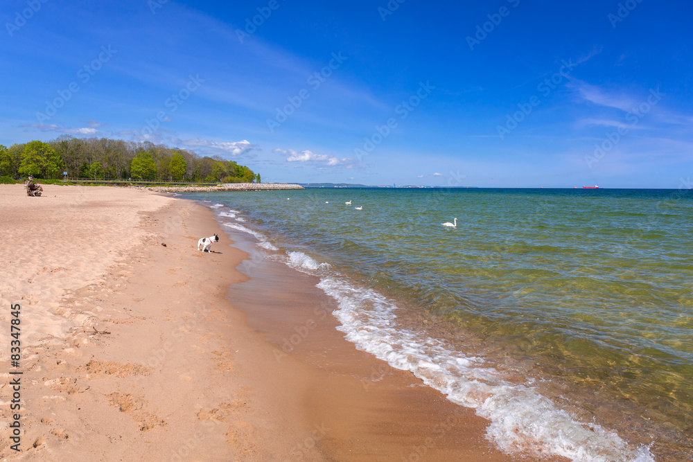 French bulldog on the beach of Baltic sea