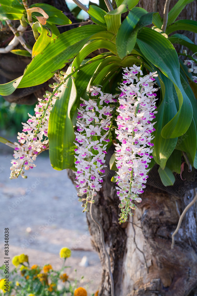 Rhynchostylis gigantea