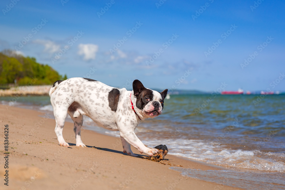 French bulldog on the beach of Baltic sea