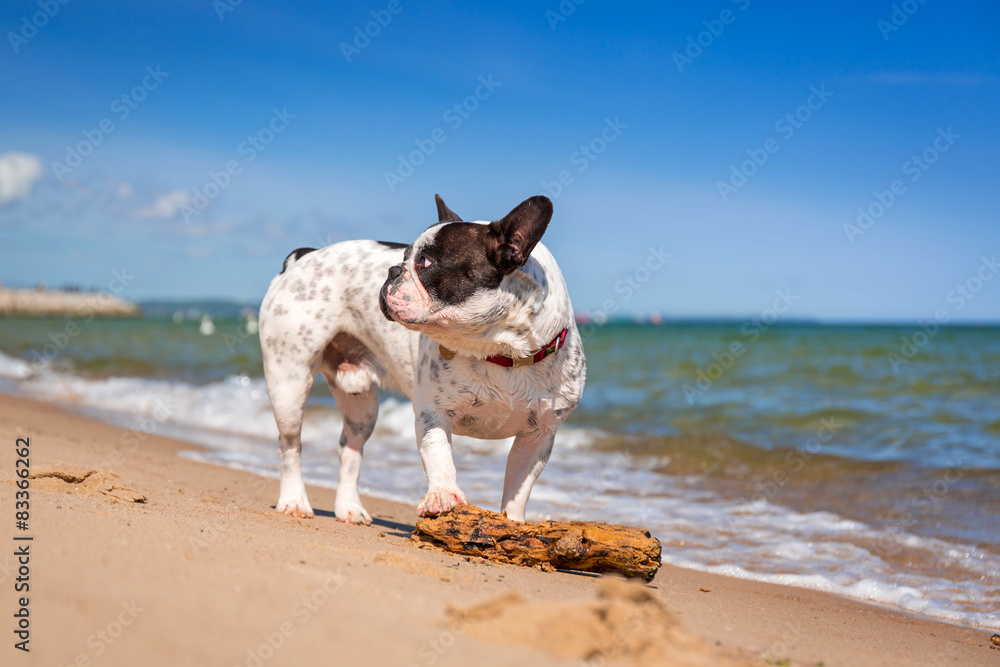 波罗的海海滩上的法国斗牛犬