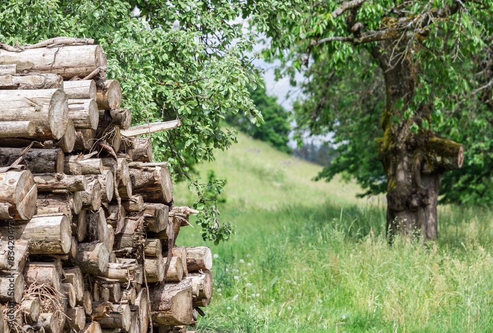 Holzstämme in Naturlandschaft