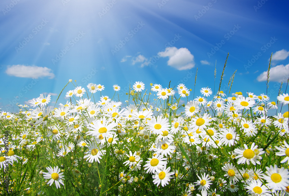  daisy flowers