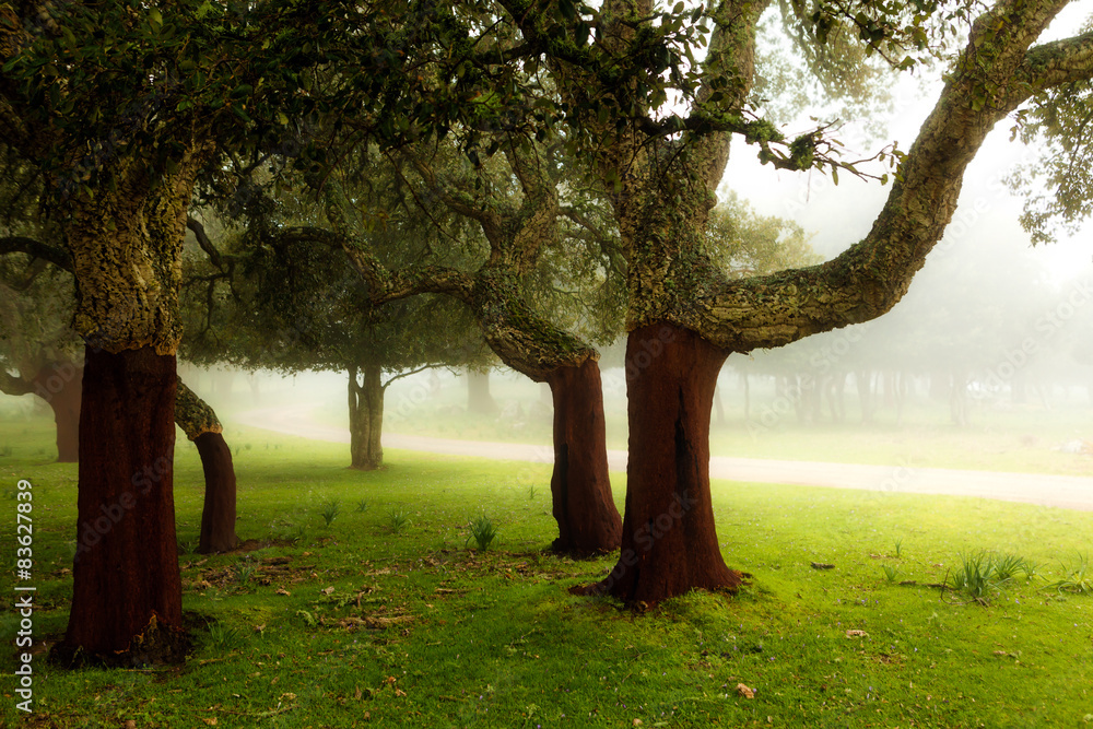 La Nebbia