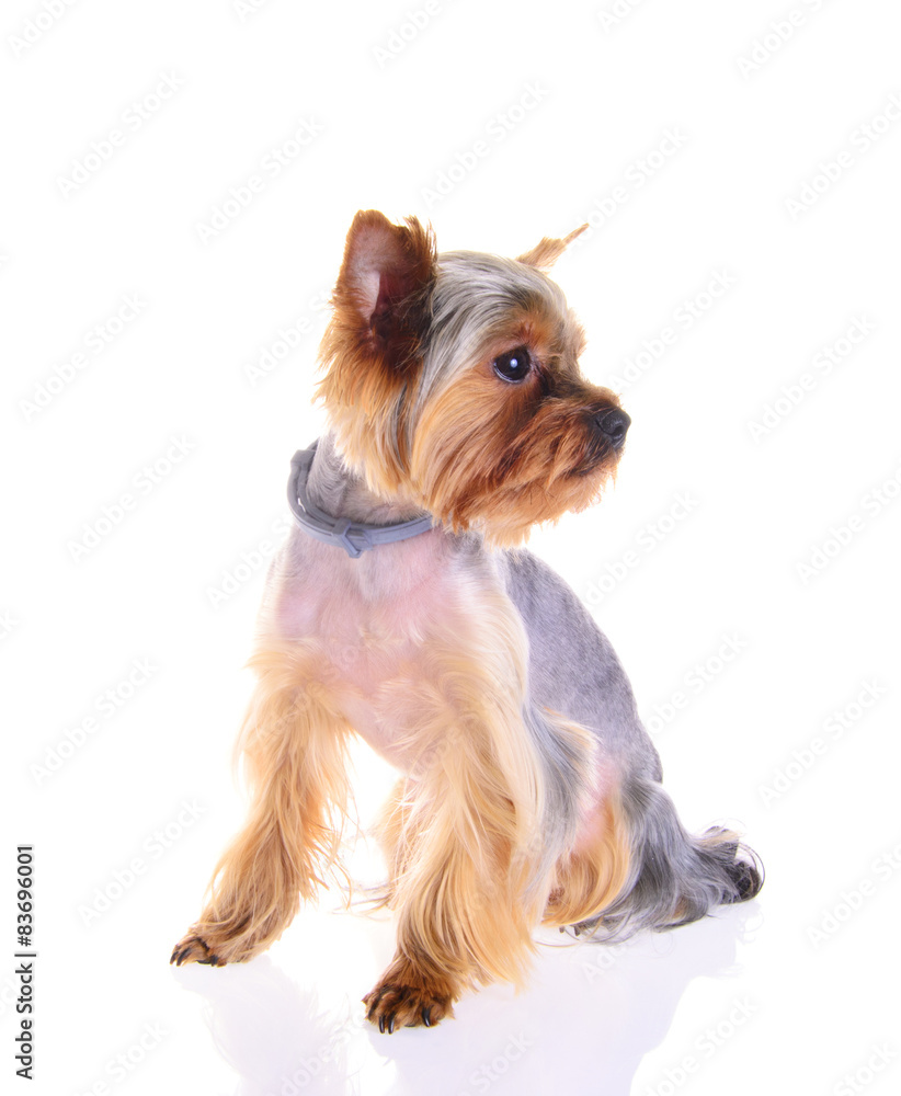 Photo Puppy Yorkshire Terrier. Portrait. Isolated