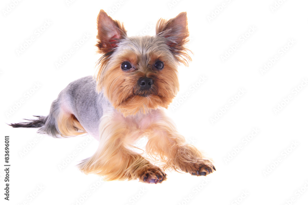 Photo Puppy Yorkshire Terrier. Portrait. Isolated