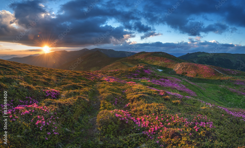 杜鹃花