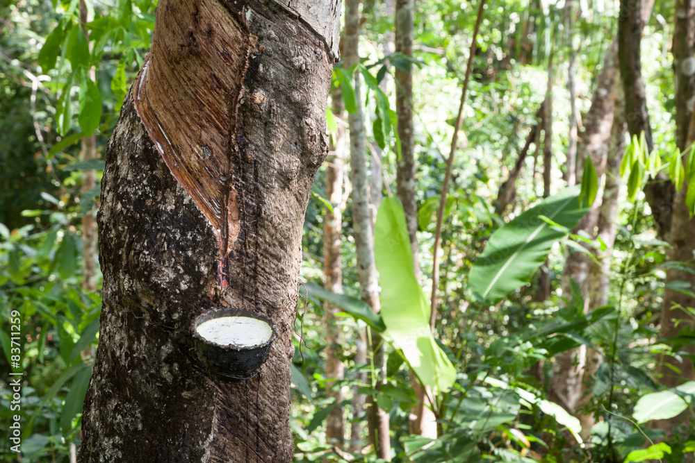 Rubber trees in the garden