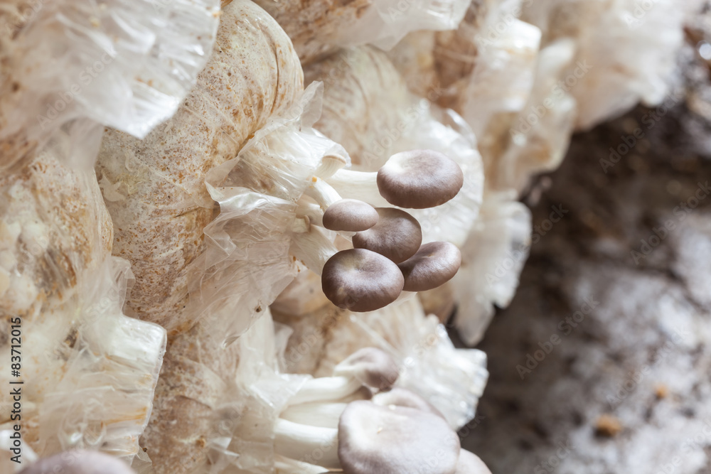 Mushroom Farm in phuket thailand