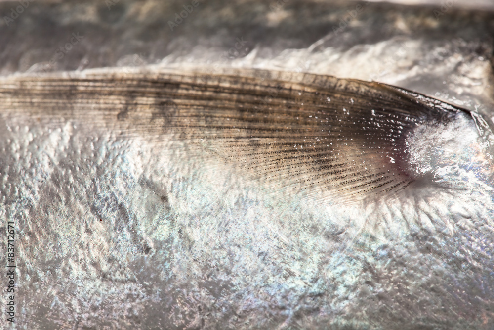 macro fin fish  , small fish art background