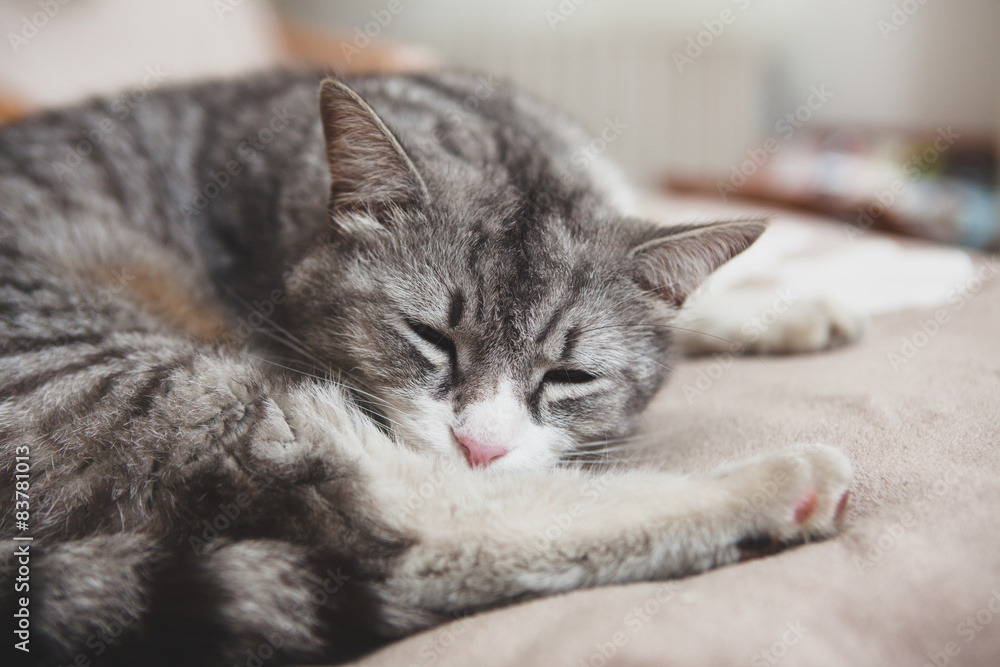 Gatto che dorme su letto