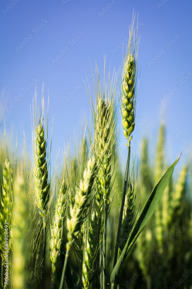 Green wheat field