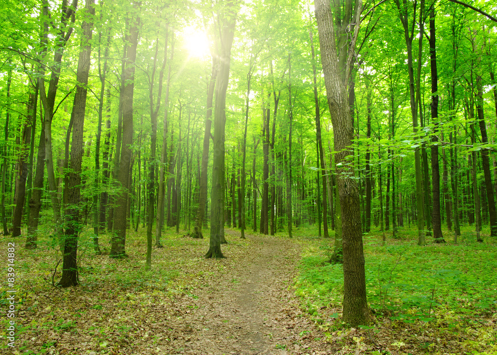  sunlight forest