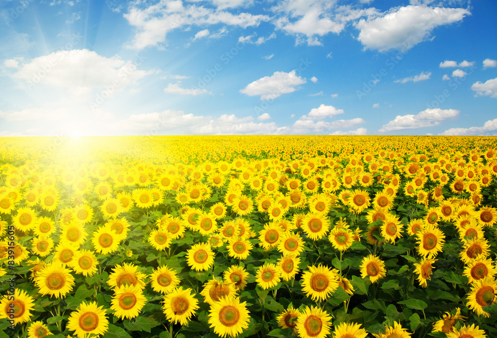  sunflowers and sun