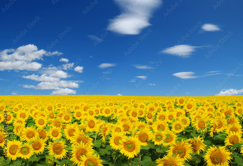 sunflowers field