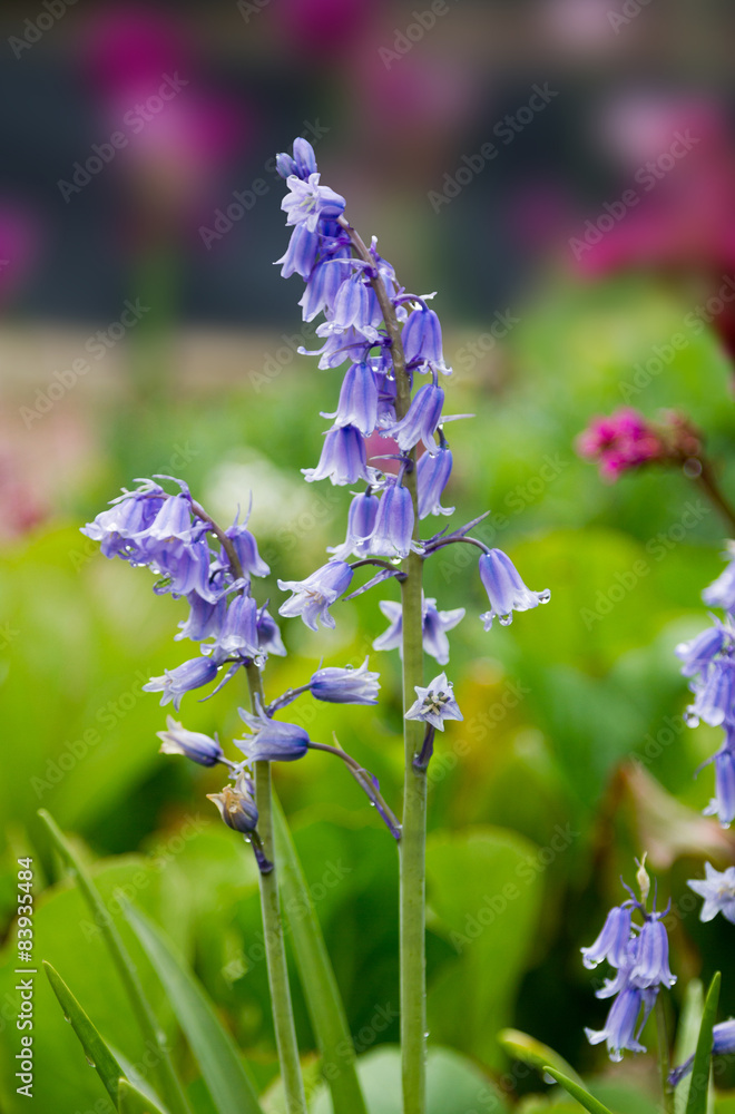 Hasenglöckchen, Hyacinthoides hispanica