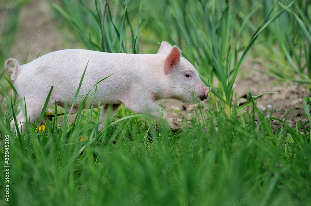 Piglet on farm