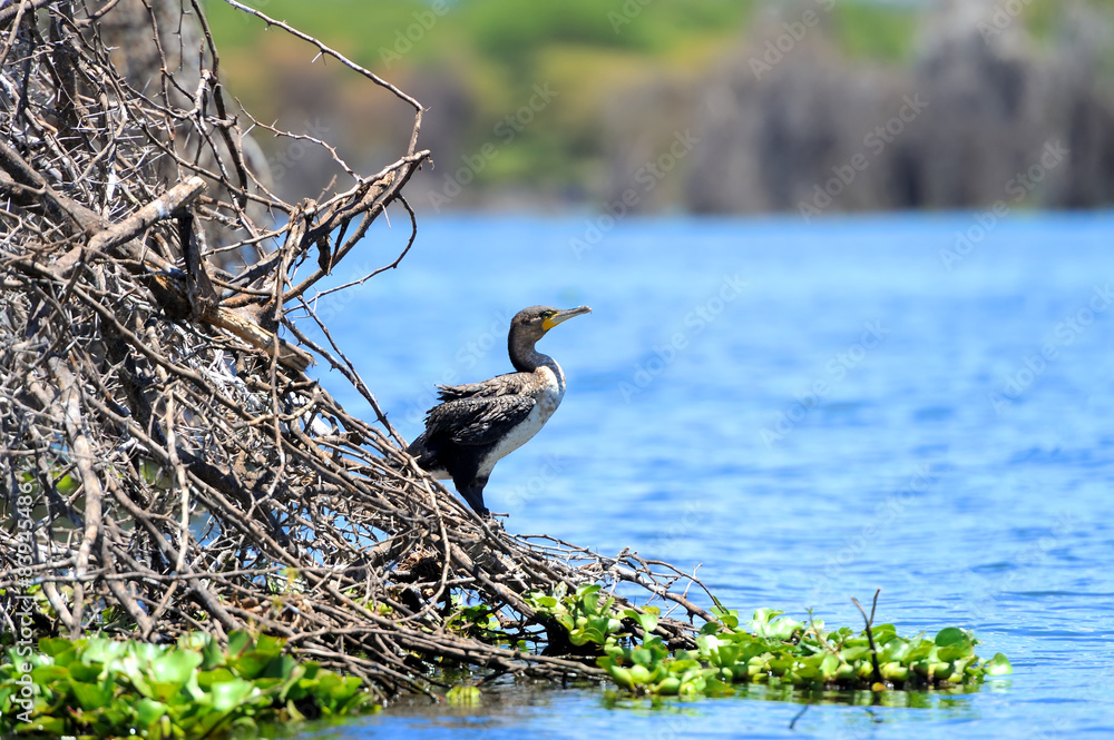 Cormorant