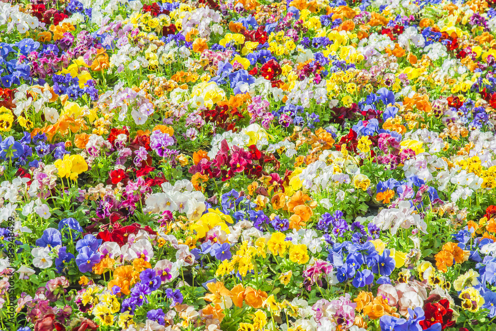 公园里五颜六色的花朵用作背景