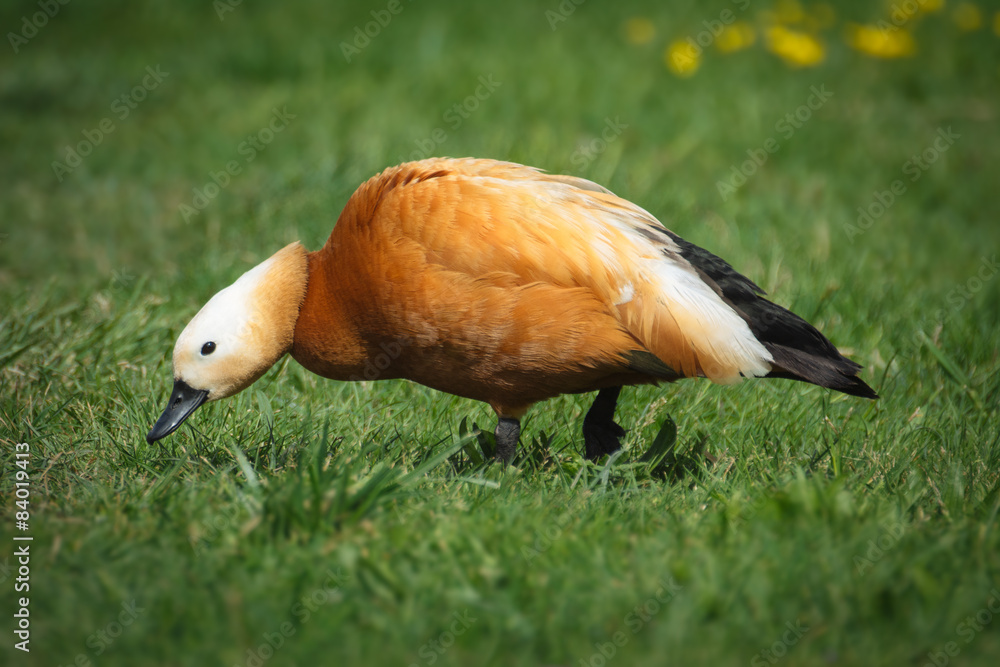 Ruddy Shelduck雌性在其自然栖息地