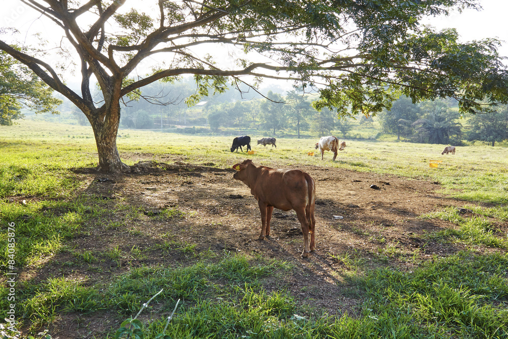 Swiss cows on farm