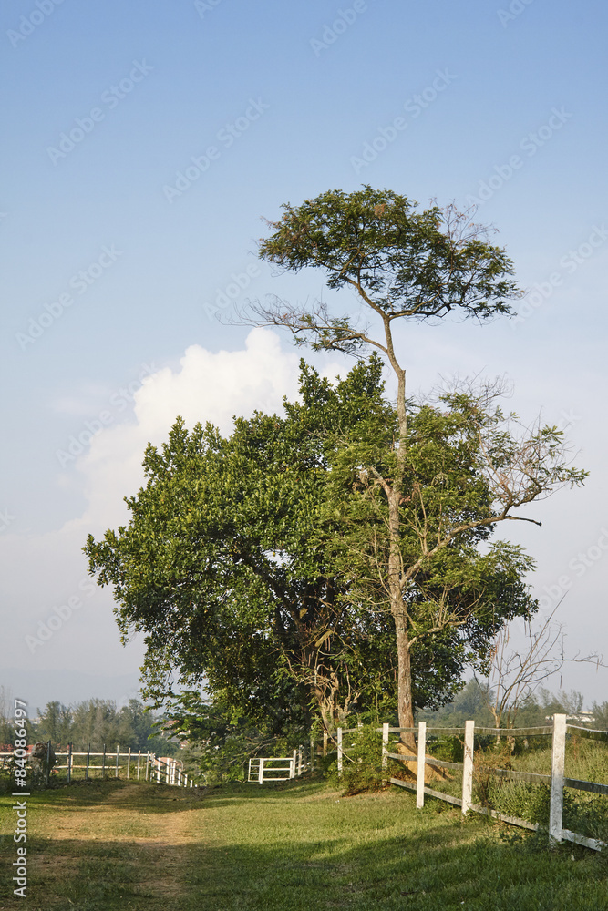 大小树