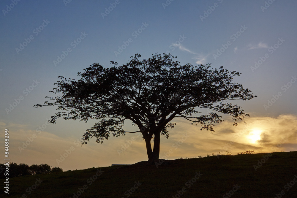 Sunset lonely silhouette tree