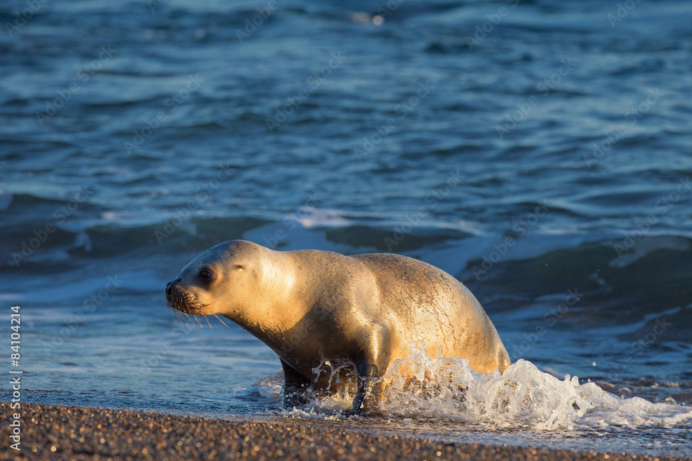 baby sea lion on the beach in Patagonia