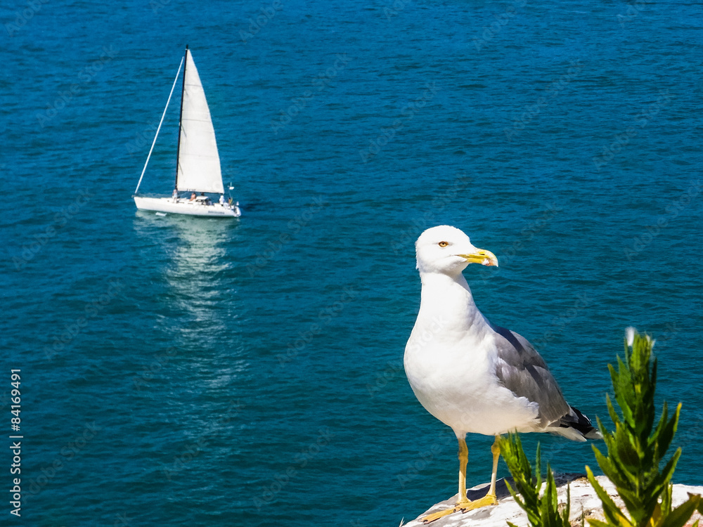 Seagull (and a sailing boat in the background)