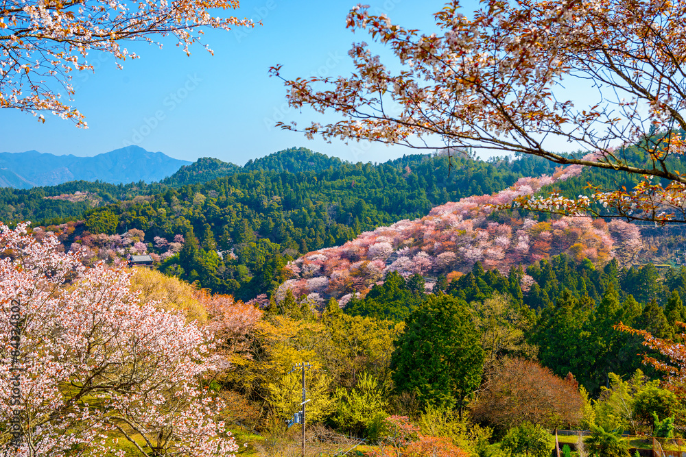 Yoshinoyama, Japan in Spring